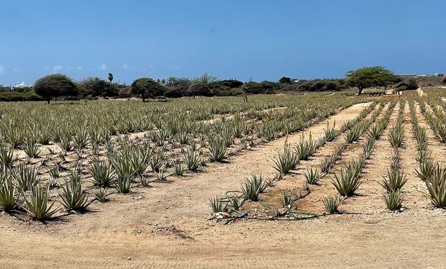 Aloe Museum